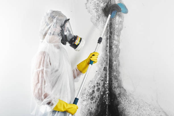Indian Lake, MO Mold Removal Company